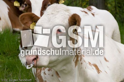 Hausrind (86 von 174).jpg